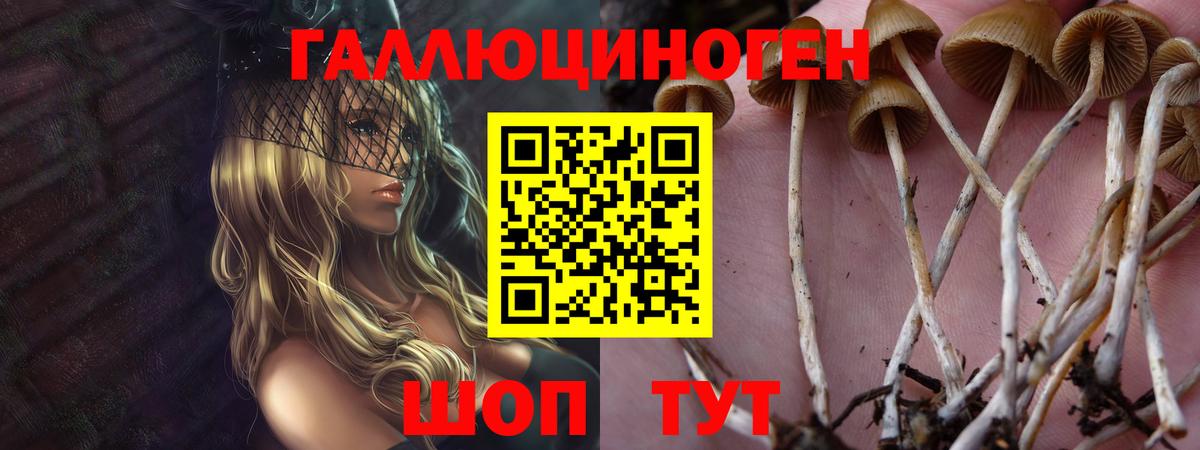 Карабулак  Галлюциногенные грибы Psilocybine cubensis  Вход с VPN 